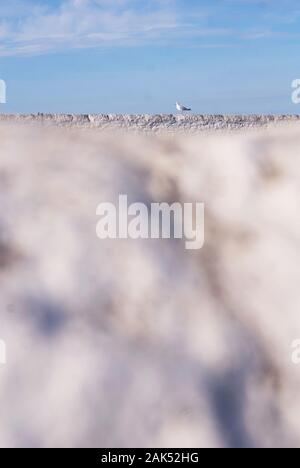 Möwe auf weißen Wand, Souter Leuchtturm Stockfoto
