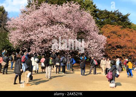 Japonais et Touristes en Bewunderung devant un cerisier en Fleur dans le Parc de Shinjuku à Tokyo. Stockfoto