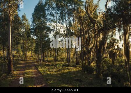 Zweige von Flechten und Epiphyten mit landwirtschaftlichem Betrieb abgedeckt bei Sonnenuntergang in der Nähe von Cambara do Sul. Eine Stadt mit natürlichen Sehenswürdigkeiten im Süden Brasiliens. Stockfoto