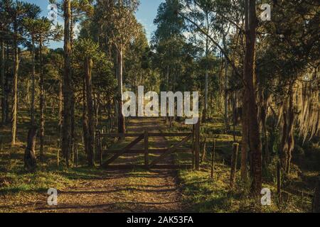 Bäume mit Holz- farm Gate auf Schmutz weg bei Sonnenuntergang in der Nähe von Cambara do Sul. Eine Stadt mit natürlichen Sehenswürdigkeiten im Süden Brasiliens. Stockfoto