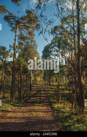 Bäume mit Holz- farm Gate auf Schmutz weg bei Sonnenuntergang in der Nähe von Cambara do Sul. Eine Stadt mit natürlichen Sehenswürdigkeiten im Süden Brasiliens. Stockfoto