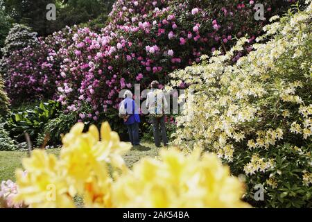 Cerne Abbas: Azaleen- und Rhododendronbluete in Minterne Gardens, Suedengland | Verwendung weltweit Stockfoto