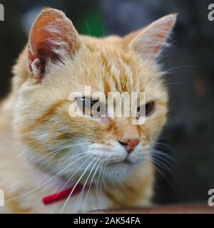 Close-up auf eine kontemplative rote Hauskatze Stockfoto