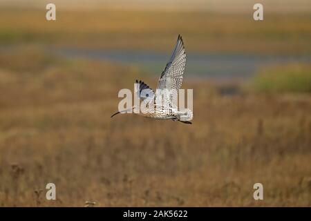 Curlew - Numenius arquata. L 62-68 cm. Großen, markanten Wader mit einer langen, downcurved Rechnung. Anruf erinnert an einsamen, windswept Hochland während der spr Stockfoto