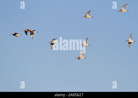 Curlew - Numenius arquata. L 62-68 cm. Großen, markanten Wader mit einer langen, downcurved Rechnung. Anruf erinnert an einsamen, windswept Hochland während der spr Stockfoto