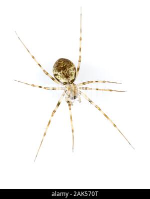 Drapetisca socialis. Eine ungewöhnliche linyphiid Arten zu leben auf der vertikalen Oberflächen von Baumstämmen in geschützten Wäldern angepasst. Es ist am einfachsten zu finden Stockfoto