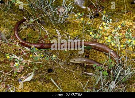 Europäische Glas - Ophisaurus apodus Lizard. Eine gemeinsame Reptil in viel der südöstlichen Mittelmeerraum. Stockfoto