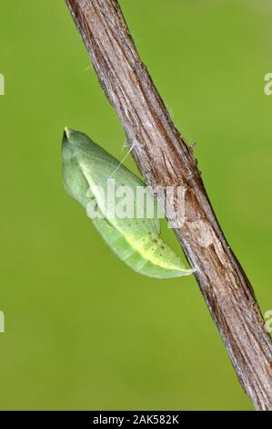 Berger Colias Alfacariensis getrübt Gelb - Stockfoto