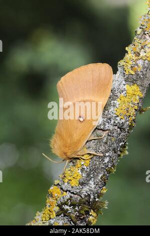 Oak Eggar Lasiocampa quercus Spannweite 45-70 mm. Eine beeindruckende, breit - winged Moth. Männlich ist Tag - Fliegen, größere Weibchen ist nachtaktiv. Erwachsene männliche hat reddis Stockfoto