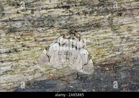 Der Streamer Anticlea derivata Spannweite 30 - 35 mm. Ein unverwechselbares und markierte die Motten, die mit ihren Flügeln ruht sich flach. Erwachsene hat blass rosa-grau Stockfoto