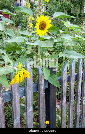 Unlackierter Gartenzaun Sonnenblume hohe Pflanzenkante Stockfoto