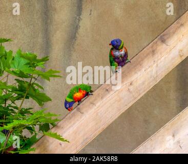 2 Coconut fledermauspapageien Sitzen auf einem Holzbrett Stockfoto