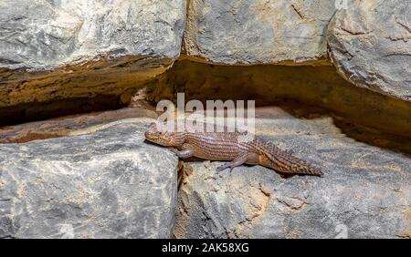 Eine clefty Gidgee skink auf steinigem Boden Stockfoto