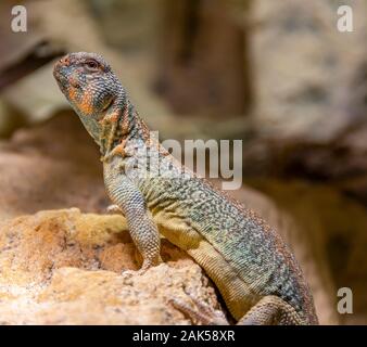 Detail Schuß eines Oman Stacheligen-tailed Agama in steinigen Ambiente Stockfoto