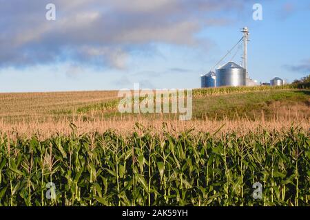 Maisfeld an einem sonnigen Tag und an den Silos im Hintergrund Stockfoto