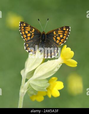 Herzog von Burgund Hamearis lucina Spannweite 25 mm. Ein kleiner Schmetterling, die nichts mit wahrer fritillary Schmetterlinge. Flug ist schnell und zu summen. Erwachsene hat upp Stockfoto