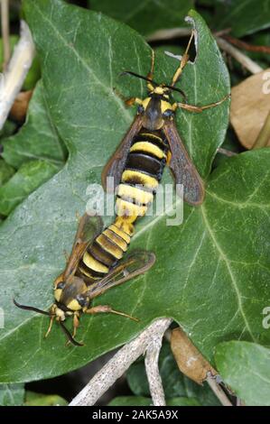 Hornet Moth Sesia apiformis Spannweite von 35-45 mm. Auffallend bunten Tag - fliegen Motten, die passierbar ist eine echte Hornet nachahmen, in Aussehen und Stockfoto