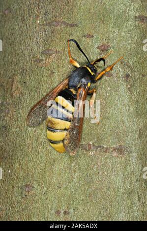 Lunar Hornet Clearwing - Sesia bembeciformis Stockfoto