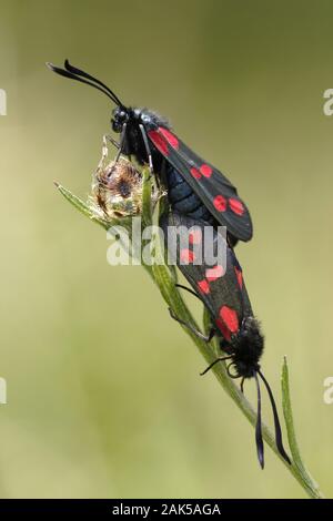 Six-spot Burnet Zygaena Filipendulae Länge 16-18 mm. Gut markierte und unverwechselbaren Tag - fliegen Motten. Erwachsene hat dunkle Vorderflügel (mit einem grünlich-blau Iride Stockfoto