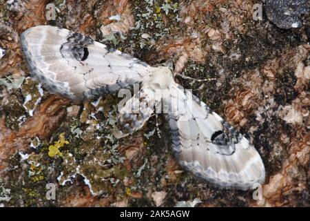 Kalk - Speck Pug Eupithecia centaureata Spannweite 16-19 mm. Eine sehr enge - winged Mops, deren Flügel flach, wenn in Ruhe mit einem Abstand zwischen den Hinterflügel verteilt sind Stockfoto