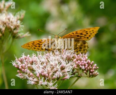 Silber - gewaschen fritillary Schmetterling auf einer Blüte in natürlichen Rücken Stockfoto