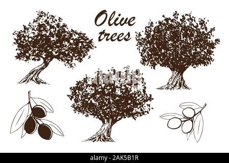 Olive Tree - Satz von Hand gezeichnete Illustrationen von Bäume und Äste mit Oliven - schwarze und weiße Zeichnung auf weißem Hintergrund (Vektor) Stock Vektor