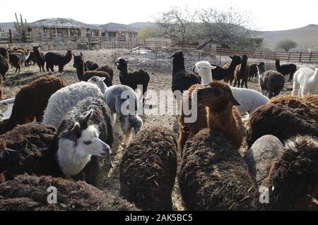 Mizpe Ramon: Alpaka Farm mit ueber 400 Alpakas, Israel | Verwendung weltweit Stockfoto