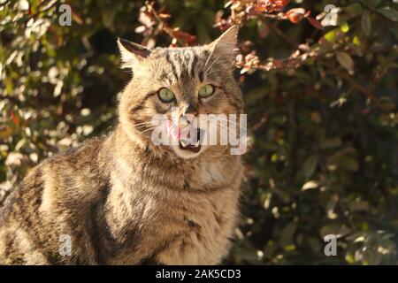 Katze Stockfoto