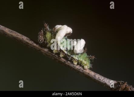 White Admiral Neptis rivularis Spannweite 50 mm. Gleitet mit Leichtigkeit, fliegen schnell und besuche Dornbusch Blumen entlang Wald reitet. Erwachsene hat schwärzliche upp Stockfoto