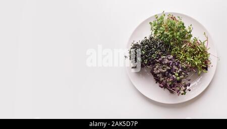 Diätetische Ernährung. Vier Arten von microgreens in der Platte auf weißem Hintergrund, Panorama, Werbung, kopieren Raum Stockfoto