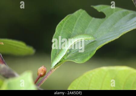 Brimstone Gonepteryx rhamni Spannweite 60 mm. Ein bunter Schmetterling und ein Vorbote des Frühlings. Nach Unterscheidungskraft Wings: Abgerundeten mit Spitzen Stockfoto