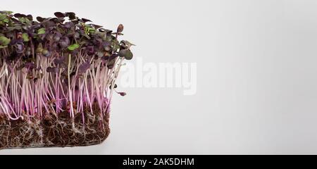 Microgreens Konzept. Lila gekeimten Samen auf weißem Hintergrund, Panorama isoliert, Kopie Raum Stockfoto