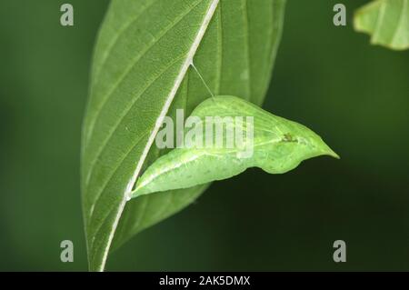 Brimstone Gonepteryx rhamni Spannweite 60 mm. Ein bunter Schmetterling und ein Vorbote des Frühlings. Nach Unterscheidungskraft Wings: Abgerundeten mit Spitzen Stockfoto
