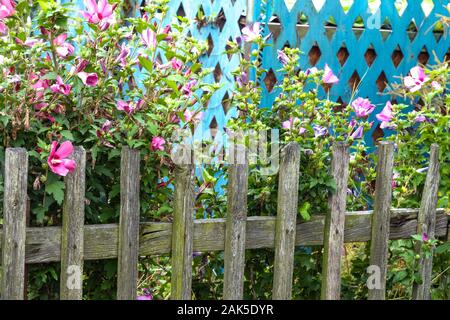 Blühender Strauch am Gartenzaun Rosen von Sharon Stockfoto