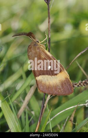 Oak Eggar Lasiocampa quercus Spannweite 45-70 mm. Eine beeindruckende, breit - winged Moth. Männlich ist Tag - Fliegen, größere Weibchen ist nachtaktiv. Erwachsene männliche hat reddis Stockfoto