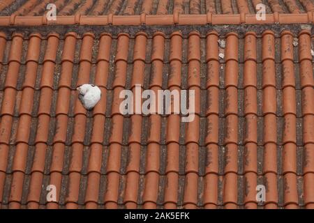 Katze zusammengerollt Schlafen auf roten Dachziegeln eines alten Hauses. Stockfoto