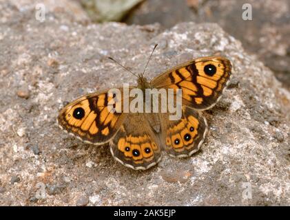 Pararge megera Wall Brown Spannweite 45 mm. Ein deutlich markierter, Sun - liebevolle Schmetterling. Erwachsene hat orange-braunen upperwings; Muster und Farben erinnern an eine fritilla Stockfoto