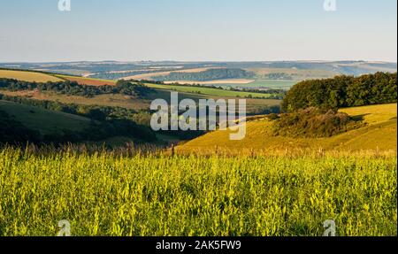 Morgen Licht auf Ackerland Felder und Wald auf die hügelige Landschaft der Cranborne Chase, mit Blackmore Vale, Hambledon Hill und der Dors Stockfoto