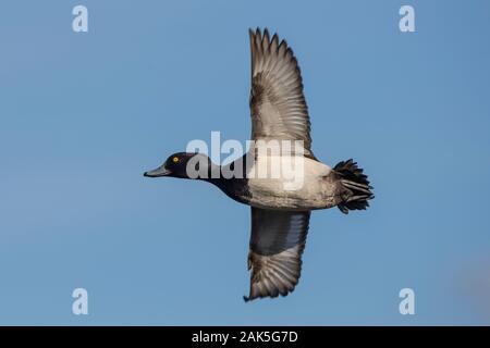 Niedrigen Winkel in der Nähe von Wilden Mann UK Reiherente (Aythya fuligula) im Flug Flügel isoliert, nach links. Getuftete Drake fliegen in der Luft, blauer Himmel. Stockfoto