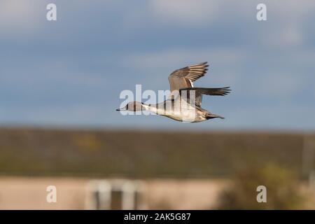 Seitenansicht Nahaufnahme, wilde UK Northern Pintail Ente (Anas acuta) isoliert im Freien im Flug, nach links gerichtet. Pintail drake flieht in der Luft vorbei. Britisch. Stockfoto