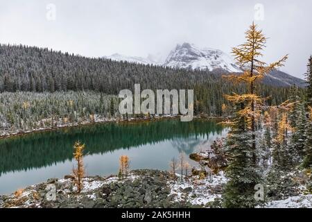 Morning Glory Seen im September im Yoho National Park, British Columbia, Kanada Stockfoto