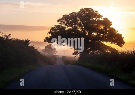 Dawn Licht Silhouetten Bäume entlang einer hügeligen Land Lane in ländlichen Dorset. Stockfoto