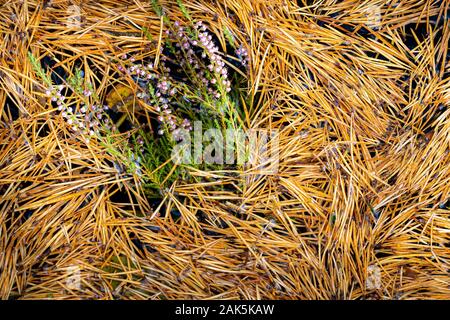 Heidekraut und Tannennadeln in Abernethy Wald im Cairngorms Nationalpark von Schottland. Stockfoto