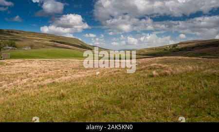 Schafe grasen auf der Weide in einem Tal am Kopf der Wensleydale und Garsdale in England Yorkshire Dales National Park. Stockfoto