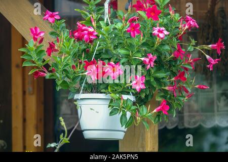 Hängende Pflanzen im Topf Mandevilla sanderi, Garten Veranda Stockfoto