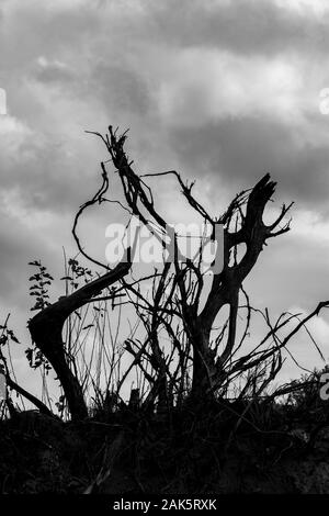 Fantasy baum Wurzeln der gefallenen Pappel in der Luft in bewölkt dramatische Himmel im späten Herbst Tag. Schwarz-weiß-Bild, Zlato Pole Village, Dimitrovgrad, Chaskowo Provinz, Bulgarien. Landschaft Landschaft Stockfoto