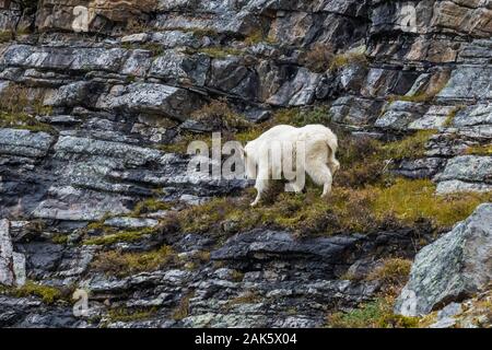 Bergziege, Oreamnos americanus, Kindermädchen und Kid (aus dem Rahmen) im September auf hohen Felsvorsprüngen entlang des Lake Oesa Trail im Yoho National Park, British Stockfoto