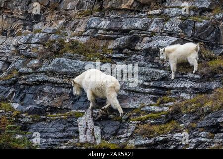 Bergziege, Oreamnos americanus, Nanny und Kid im September auf hohen Felsvorsprüngen entlang des Lake Oesa Trail im Yoho National Park, British Columbia, Kanada Stockfoto