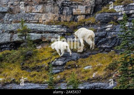 Bergziege, Oreamnos americanus, Nanny und Kid im September auf hohen Felsvorsprüngen entlang des Lake Oesa Trail im Yoho National Park, British Columbia, Kanada Stockfoto