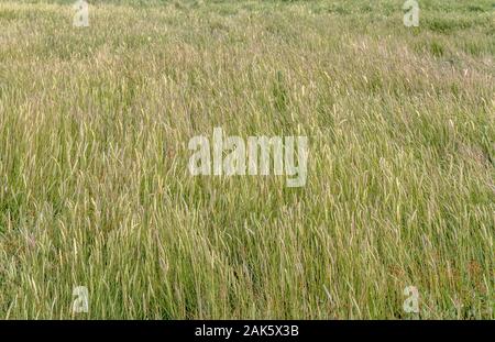 Küstennahen Feuchtgebiet Vegetation closeup in Norddeutschland gesehen Stockfoto
